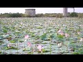 Lotus Flower || Copyright Free Content || MK Graphics