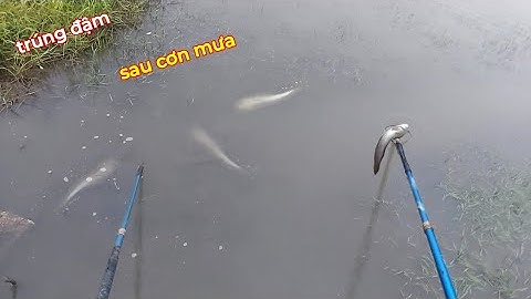 Xiệt trúng mánh cá rô đồng cá lóc trên ruộng lúa sau cơn mưa lớn cuối mùa | kích cá miền tây 