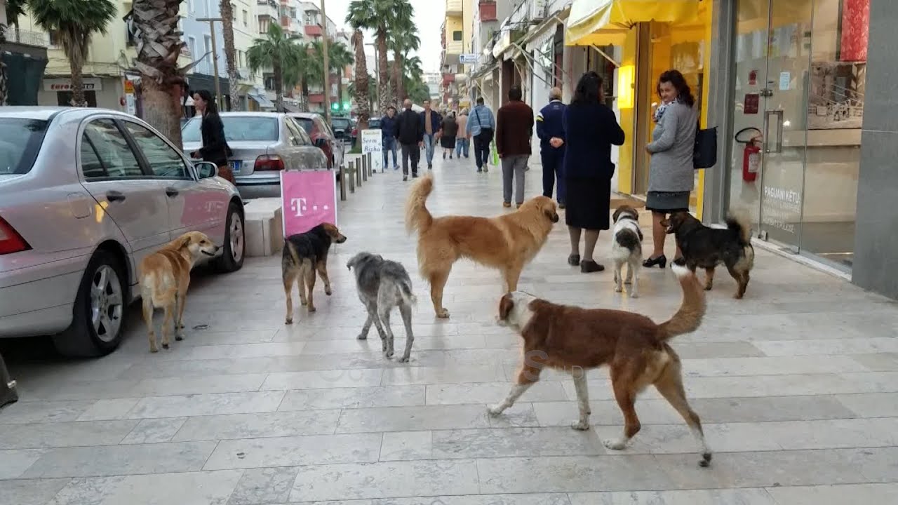 Durrësi nën pushtetin e qenve endacakë, i gjen në shëtitore afër lokaleve e kudo