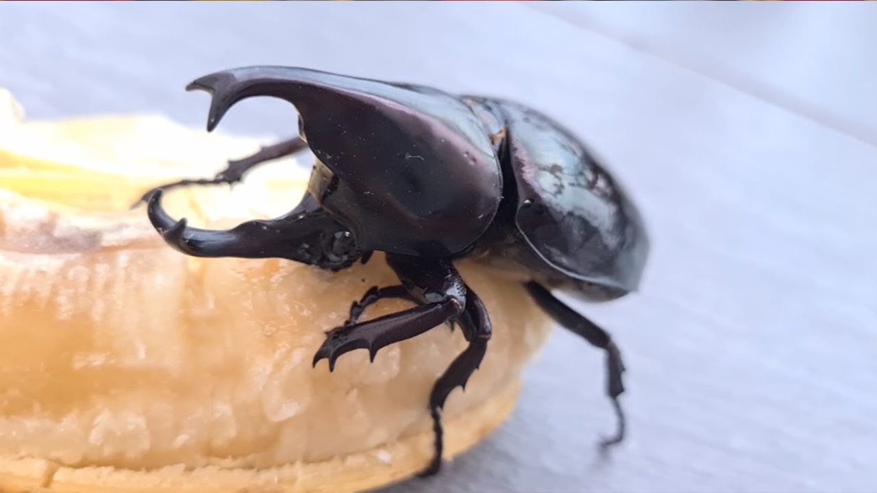 ち虫 メイントップ