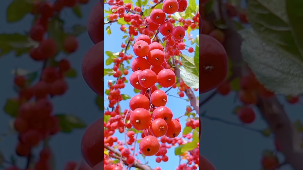 This Garden Is Amazingly Full oF 🍍🍎🍓🍇🍍🍎🍓🍇 