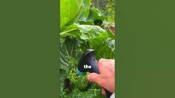 Natural methods to eliminate aphids from your garden #aphids #garden #gardening #plants