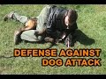 How to defend against a dog. Self defense against dog attack