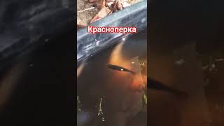 риба #залетиврек #залити #дрим #gtasanandreas #рибалка #красноперка