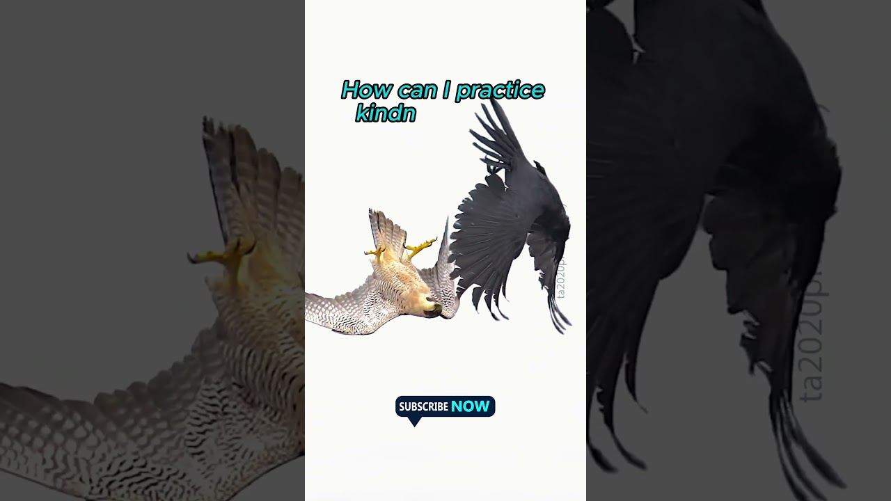 |🐦 | Excellent nature |🐦| 🐦How can I practice kindness today??? 