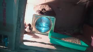 Ngintip Perawan Tidur