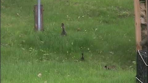 13 Hooded Mergansers jumping from nest box