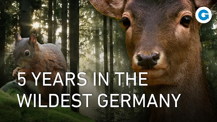 Wild Germany: Scenic Journey from the Black Forest to the Coastlines | Extra Long Documentary - DayDayNews