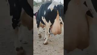 so beautiful cowdesi cow ram animals viral shorts