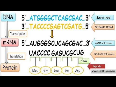 Coding or non template or sense strand & non coding or template or ...