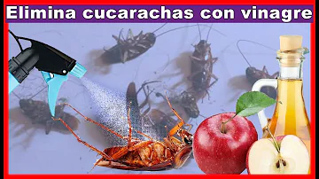 ¿Cómo se usa el vinagre para las cucarachas?