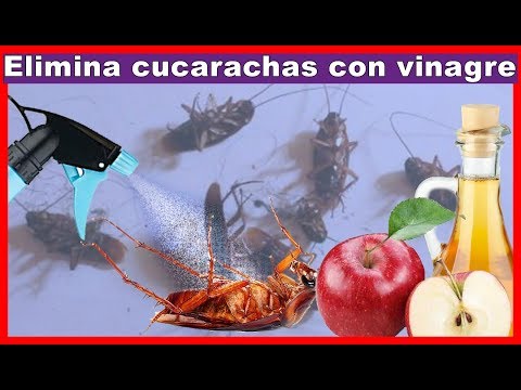 Elimina la plaga de cucarachas en tu hogar con vinagre