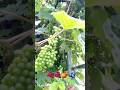 Buah buahan di halaman rumah