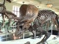 American Museum of Natural History in New York Dinosaurfilm
