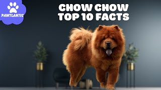 Chow Chow Dog  Unraveling the Top 10 Fascinating Facts
