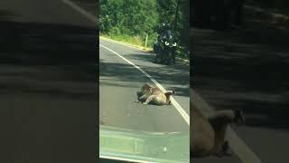 Celebrity Two drop bears battle it out! Profile