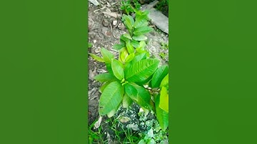 Guava cuttings tutorial for fast growing 100% roots only 5 weeks#shorts