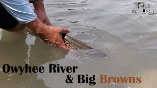 Catching Big Brown Trout on the Owyhee River in Oregon. by Simple Instinct 1,455 views 2 years ago 11 minutes, 19 seconds