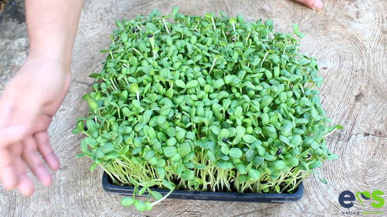 How to grow Sunflower Microgreens from seed YouTube