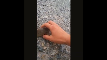 Sáng sớm sau cơn mưa, Cá rô đồng bò lên đường! Bắt cá rô bằng tay, lưới cá, gia phạm fishing #shorts