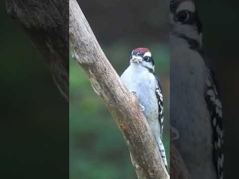 Watch Daddy Downy Woodpecker Feed Its Adorable Fledgling
