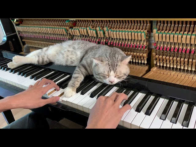 Best lullaby for meow (Meowssage) 2