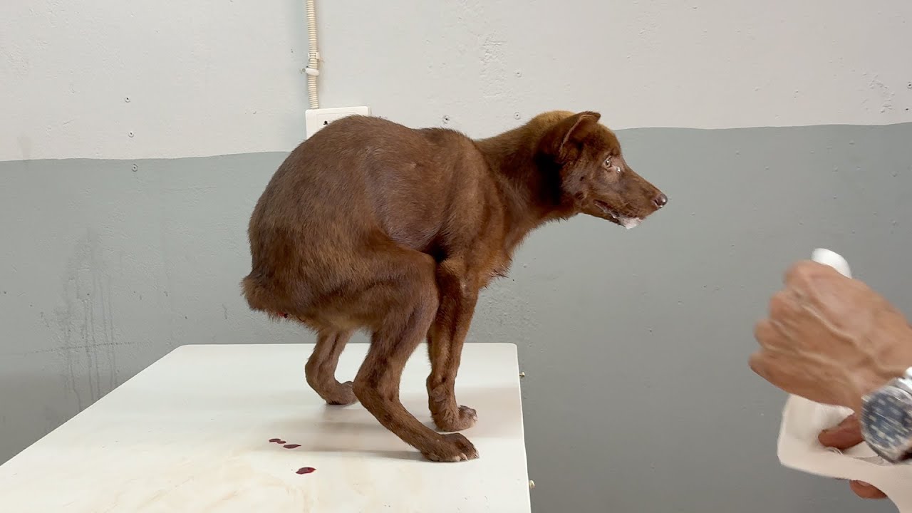 My Dog Threw Up And Pooped Blood at Kaitlyn Arnold blog