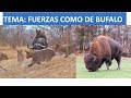 Fuerzas como de Bufalo. Pastor Gerardo Bonilla.