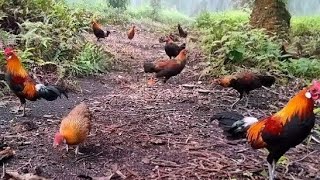 EXCITING !! HIS FOREST CHICKEN COME WITH HIS WIFE AND CHILDREN