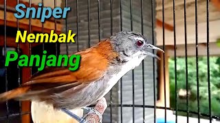 Burung Sniper Nembak Panjang  (Tepus Dada Putih)