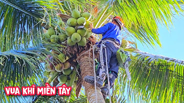 Thót tim khi !! Vua Khỉ cưa cây Dừa trong không gian chật hẹp.