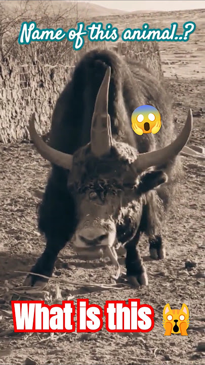 Three horns