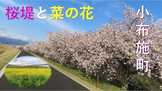 4km600本 小布施町の桜堤と菜の花(2023.4.17)