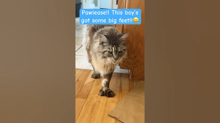 Video 5858041: fluffy polydactyl mainecoon cat, big fluffy mainecoon cat, cute fluffy mainecoon cat, cats pets animals, tiny cat, pets walking