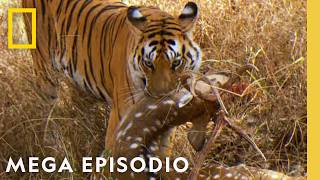 Download Lagu Enfrentamiento de Titanes! | Noche De Pelea Animal: Megaepisodio | Nat Geo en Español MP3