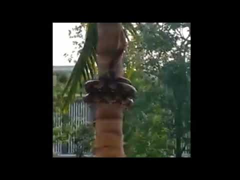 Real Anaconda Climbing on the Coconut Tree | Pinkclips |