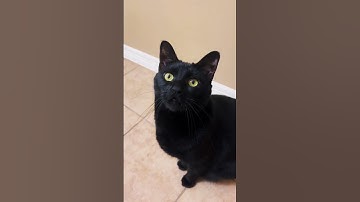 Thumbnail of Black cat meowing