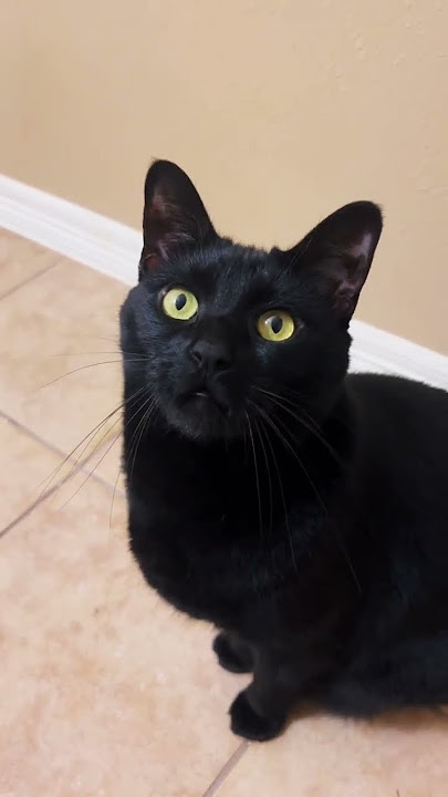Black cat meowing