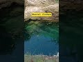 Murrel fishes 🐟 🐠 #fish #murrel #largefish #fish family #fishing #nature