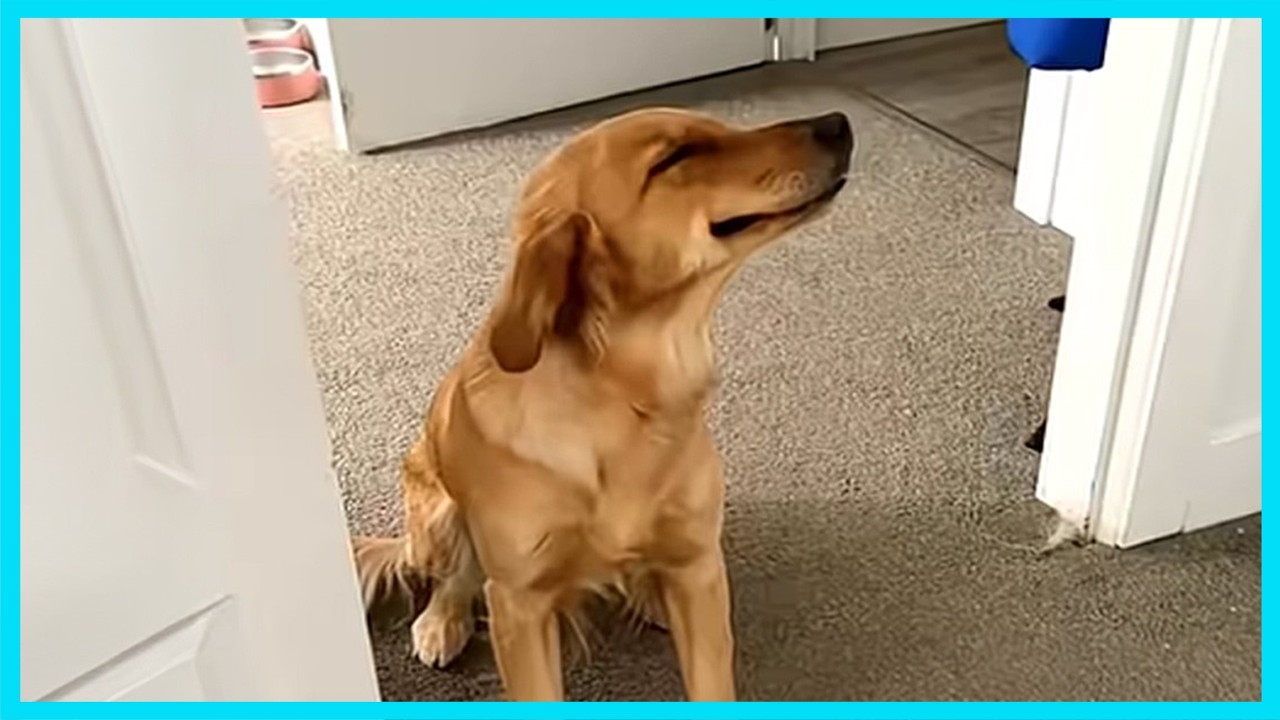 Dogs Being Overdramatic for No Reason 🐶 Funniest Moments!