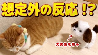 【爆笑】犬のおもちゃで想定外の反応をするネコ