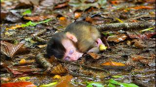 Tiny baby monkey sleep, waiting for mother to comfort, But mother wants her baby to be independent. screenshot 4