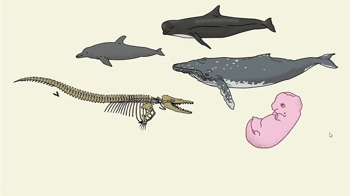 Phylogeny | Evolutionary Relationship | Tree Diagram