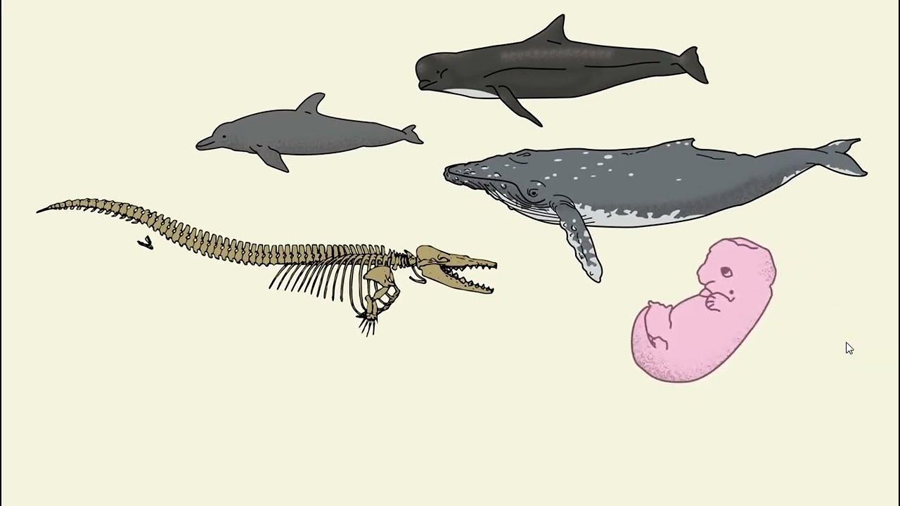 Phylogeny | Evolutionary Relationship | Tree Diagram - YouTube