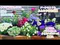 【華やかな春の花壇づくり】【今が適期*今年の庭を美しくする宿根草&バラお手入れ】【クリスマスローズ植替え・芝土壌改良】ガーデニング/庭づくり