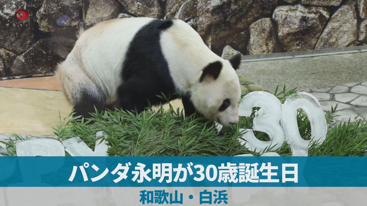 パンダ永明が30歳誕生日 16頭の父親、和歌山・白浜 - YouTube