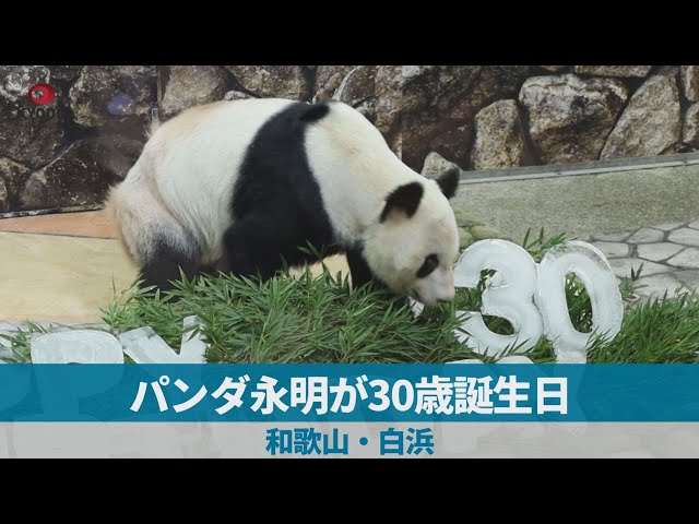 パンダ永明が30歳誕生日 16頭の父親、和歌山・白浜 - YouTube