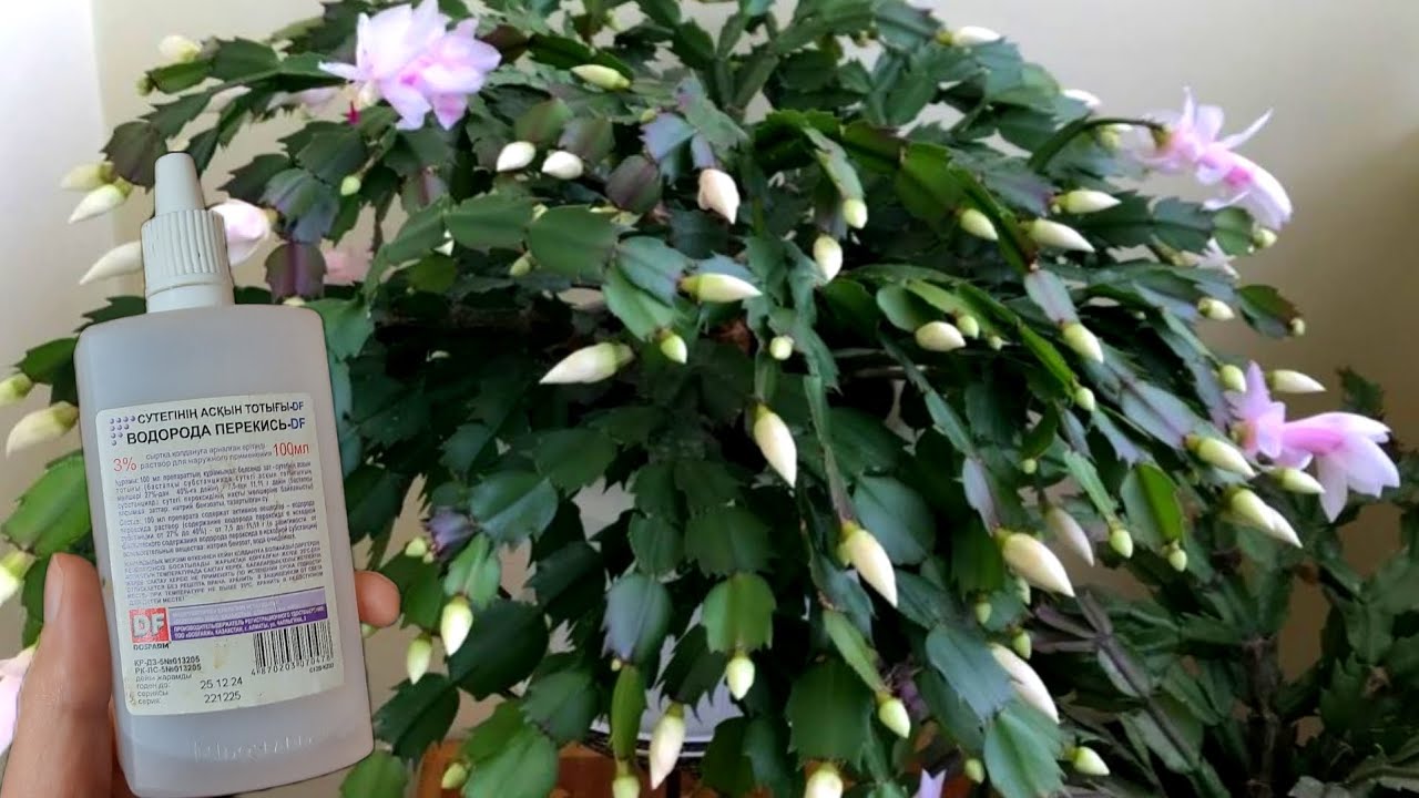 Yılbaşını ÇILGINCA COŞTURUN⁉️ Bol çiçek açması için BUNU YAPIN/  çiçek BAKIMI