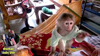 Monkey Baby Shin Was Super Naughty, The House Became A Play Area