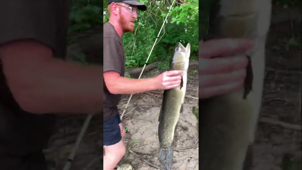 Catch and Cook🐋 Dog Fish edition! 